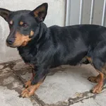 Znaleziono psa, Racławice, 8 kwietnia 2026