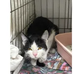 Znaleziono kota, Białystok, 11 kwietnia 2026