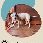 Znaleziono psa, Dąbrówka, 10 kwietnia 2026