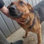 Znaleziono psa, Racławice, 8 kwietnia 2026