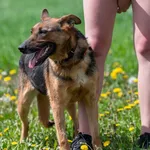 Satyra