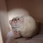 Oddam zwierzę, Wrocław, 9 kwietnia 2026