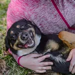 Pies do adopcji, Radom, 13 kwietnia 2026