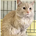 Kot do adopcji, Wrocław, 12 kwietnia 2026