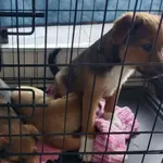 Znaleziono psa, Radom, 13 kwietnia 2026