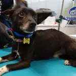 YOGI