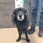 Pies do adopcji, Chełmek, 23 marca 2026