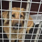 Pies do adopcji, Gorzów Wielkopolski, 12 kwietnia 2026