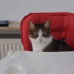 Zaginął kot, Wrocław, 14 kwietnia 2026