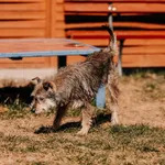 Pies do adopcji, Czartki, 13 kwietnia 2026