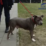 Znaleziono psa, Szczecin, 12 kwietnia 2026