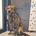 Przyjęty: 2026-04-14 Gmina: Wieprz Płeć: Pies Opis: mieszaniec, brązowe-pręgowane