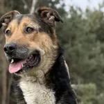 Imię: Maksym Chip: 616093902550358 Płeć : Samiec Wiek: Styczeń 2015 Wielkość: Duży Kastracja/sterylizacja:  Tak Inne Psy: Akceptuje towarzystwo suczek i psów Dzieci: W wieku szkolnym Charakter: Maksym