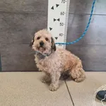 Znaleziono psa, Chełmek, 13 kwietnia 2026