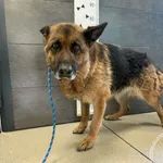 Pies do adopcji, Chełmek, 19 marca 2026