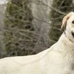 Imię: Bajtek Chip: 616093902550347 Płeć : Samiec Wiek: Styczeń 2023 Wielkość: Średni Kastracja/sterylizacja:  Tak Inne Psy: Akceptuje towarzystwo suczek i psów Dzieci: W wieku nastoletnim Charakter: B