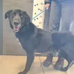 Przyjęty: 2026-04-11 Gmina: Osiek Płeć: Pies Opis: mieszaniec, czarno-białe