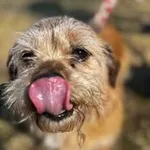 Zgredek- jedyny w swoim rodzaju