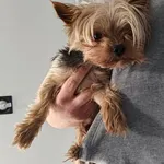 Znaleziono psa, Lublin, 13 kwietnia 2026