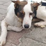 Dakota - ur.ok. 01.08.2024r.