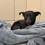 Pies do adopcji, Kraków, 29 marca 2026