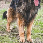 Rocky to pięcioletni samiec w typie owczarka niemieckiego, który mimo przejmująco smutnej przeszłości zachował w sobie niezwykłe pokłady łagodności. Pies trafił pod naszą opiekę w wyniku interwencji, 