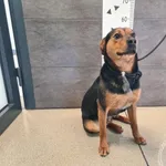 Pies do adopcji, Chełmek, 18 marca 2026