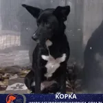 Pies do adopcji, Ciosny, 11 kwietnia 2026