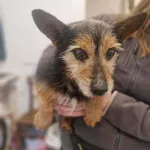 Znaleziono psa, Racławice, 11 kwietnia 2026