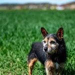 Znaleziono psa, Racławice, 11 kwietnia 2026