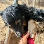 Pies do adopcji, Przyborówko, 13 kwietnia 2026