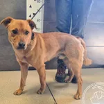 Pies do adopcji, Chełmek, 18 marca 2026