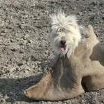 Znaleziono psa, Racławice, 10 kwietnia 2026