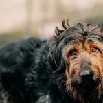 Pies do adopcji, Czartki, 13 kwietnia 2026