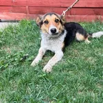 Znaleziono psa, Czartki, 15 kwietnia 2026