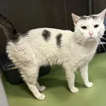 Znaleziono kota, Chojnice, 13 kwietnia 2026