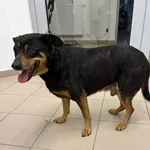 Znaleziono psa, Grudziądz, 14 kwietnia 2026