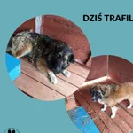 Znaleziono psa, Dąbrówka, 14 kwietnia 2026