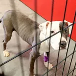 Znaleziono psa, Wałbrzych, 10 kwietnia 2026