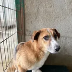 095462 Romeo