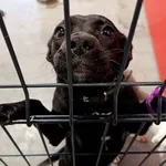 Znaleziono psa, Wałbrzych, 10 kwietnia 2026