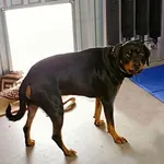 Znaleziono psa, Wałbrzych, 10 kwietnia 2026