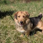 Znaleziono psa, Grudziądz, 12 marca 2026