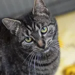 Znaleziono kota, Toruń, 25 marca 2026