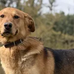 Pies do adopcji, Pieczyska, 16 kwietnia 2026