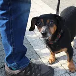 Pies do adopcji, Ciosny, 16 kwietnia 2026