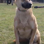 Pies do adopcji, Grudziądz, 21 marca 2026