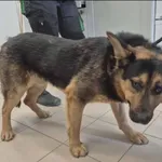 Znaleziono psa, Grudziądz, 16 kwietnia 2026