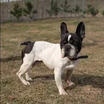 Znaleziono psa, Grudziądz, 18 marca 2026