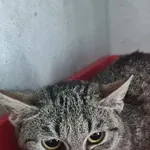 Znaleziono kota, Sosnowiec, 14 kwietnia 2026